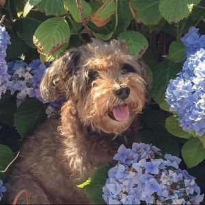 Meet your Posher, Helena